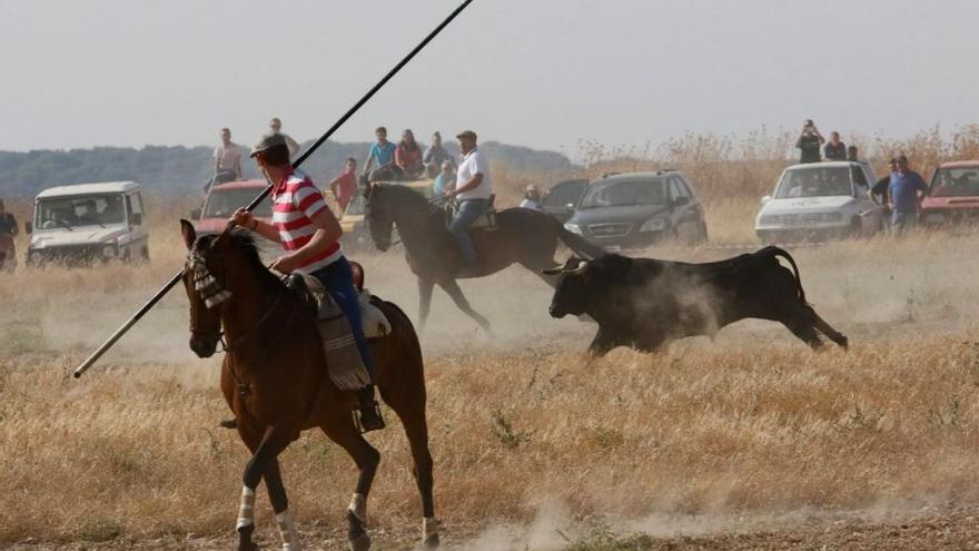 Encierro campero celebrado en Villalpando durante las fiestas de 2016.