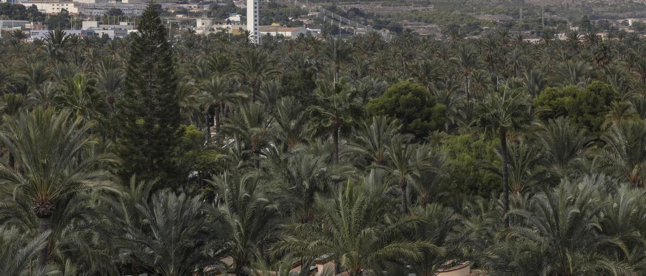 Un Palmeral más protegido con la nueva Ley