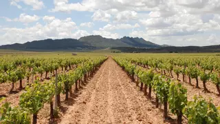 Proponen promover el consumo local de vino para compensar el daño de los aranceles