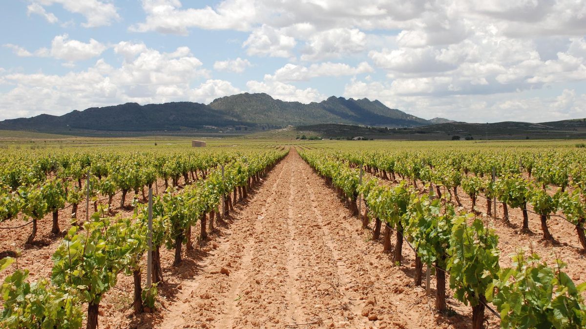 Explotación de viñedos en Jumilla.