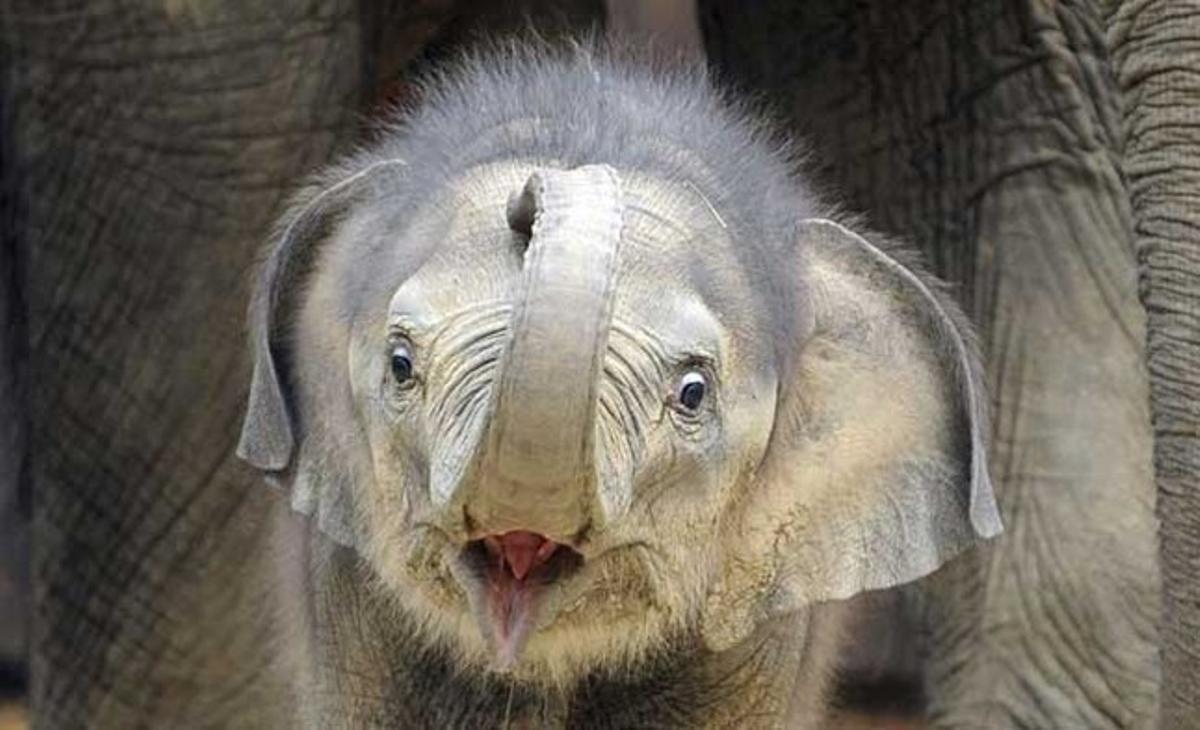 Una cria d’elefant asiàtic (’Elephas maximus’) juga amb la seva mare, Johti, al zoo d’Ostrava (República Txeca). La petita elefanta va néixer el 15 d’abril.