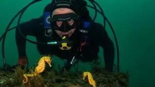 El Puerto de Vigo suma nuevos inquilinos marinos: localizan tres caballitos de mar en Portocultura