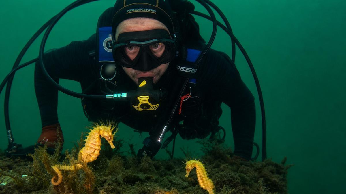 Localizan tres nuevos caballitos de mar en Vigo.