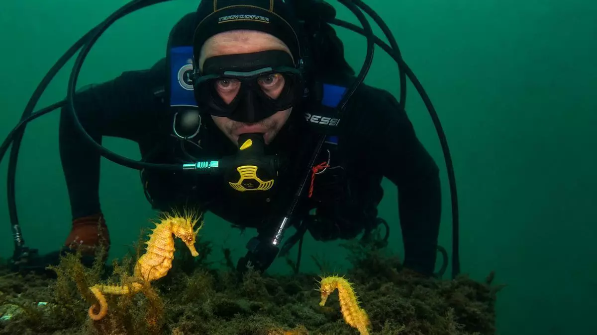 El Puerto de Vigo suma nuevos inquilinos marinos: localizan tres caballitos de mar en Portocultura