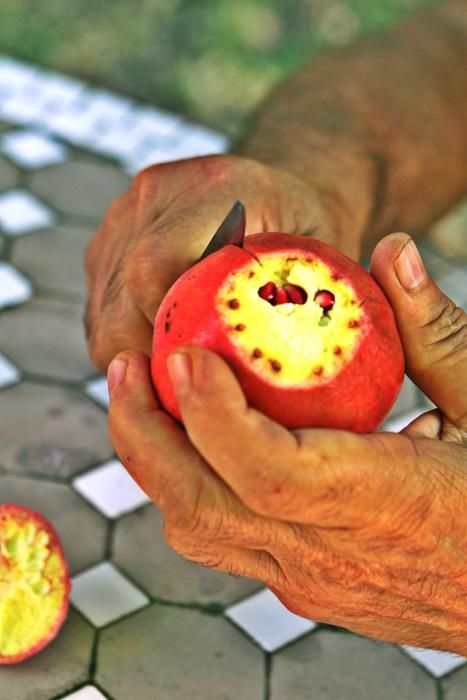 Auf der Bio-Finca S’Hort de Son Morro wachsen rund 500 Bäume, die ab jetzt reife Granatäpfel tragen. Besitzer José Romero weiß, welche Sorten besonders gut munden – und wie man die Früchte am besten s