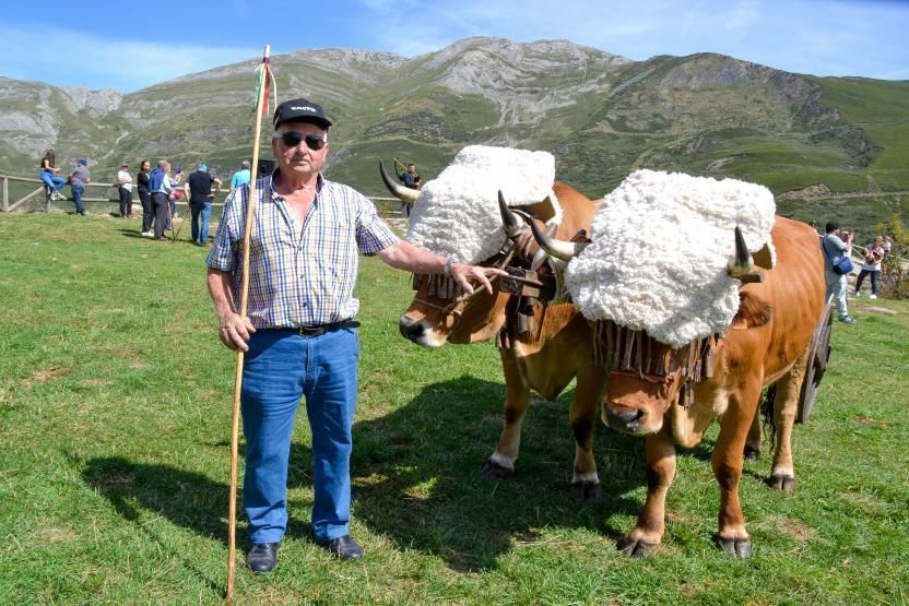 El ganadero de Navelgas (Tineo) Manuel Darrocha, con la pareja de bueyes «Rubio» y «Gallardo».