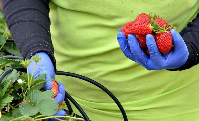 FRESAS VALSEQUILLO