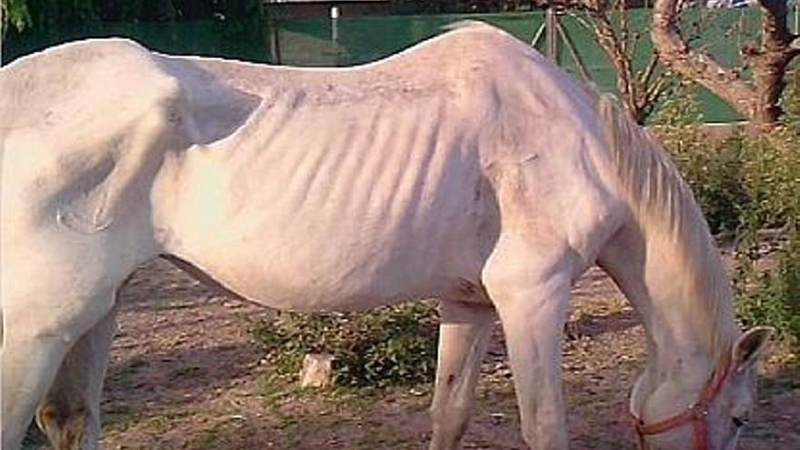 Lluvia es una yegua que fue acogida por una vecina de Sagunt cuando iba a ser vendida para carne.