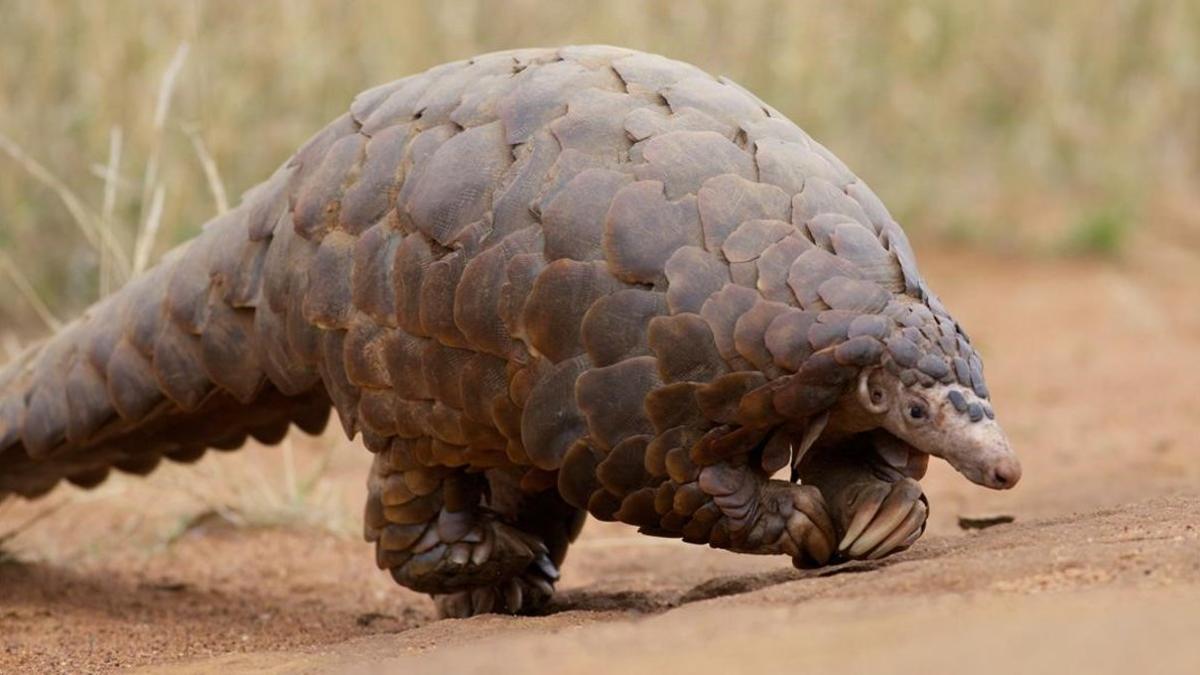 zentauroepp25856143 pangolin  scaly anteater actually walks on its hind feet  it200327202556