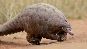 zentauroepp25856143 pangolin  scaly anteater actually walks on its hind feet  it200327202556