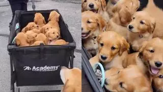 La curiosa forma con la que van estos 12 cachorros de Golden retriever al veterinario