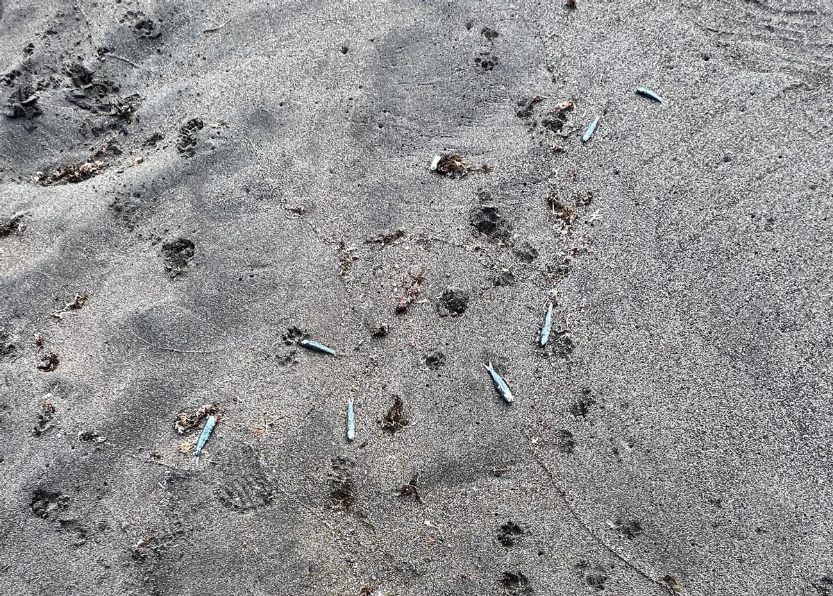 Varios peces muertos en la playa La Tejita.