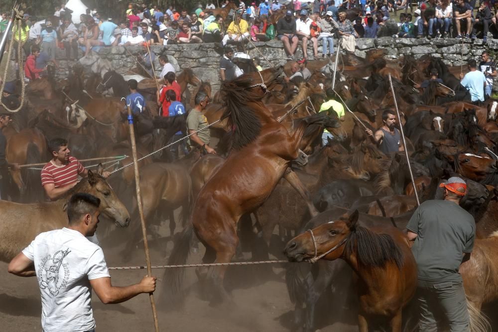 La cita confirma la recuperación de la cabaña de la Serra da Groba con 400 caballos rapados y marcados a fuego en una jornada de fiesta con cientos de espectadores