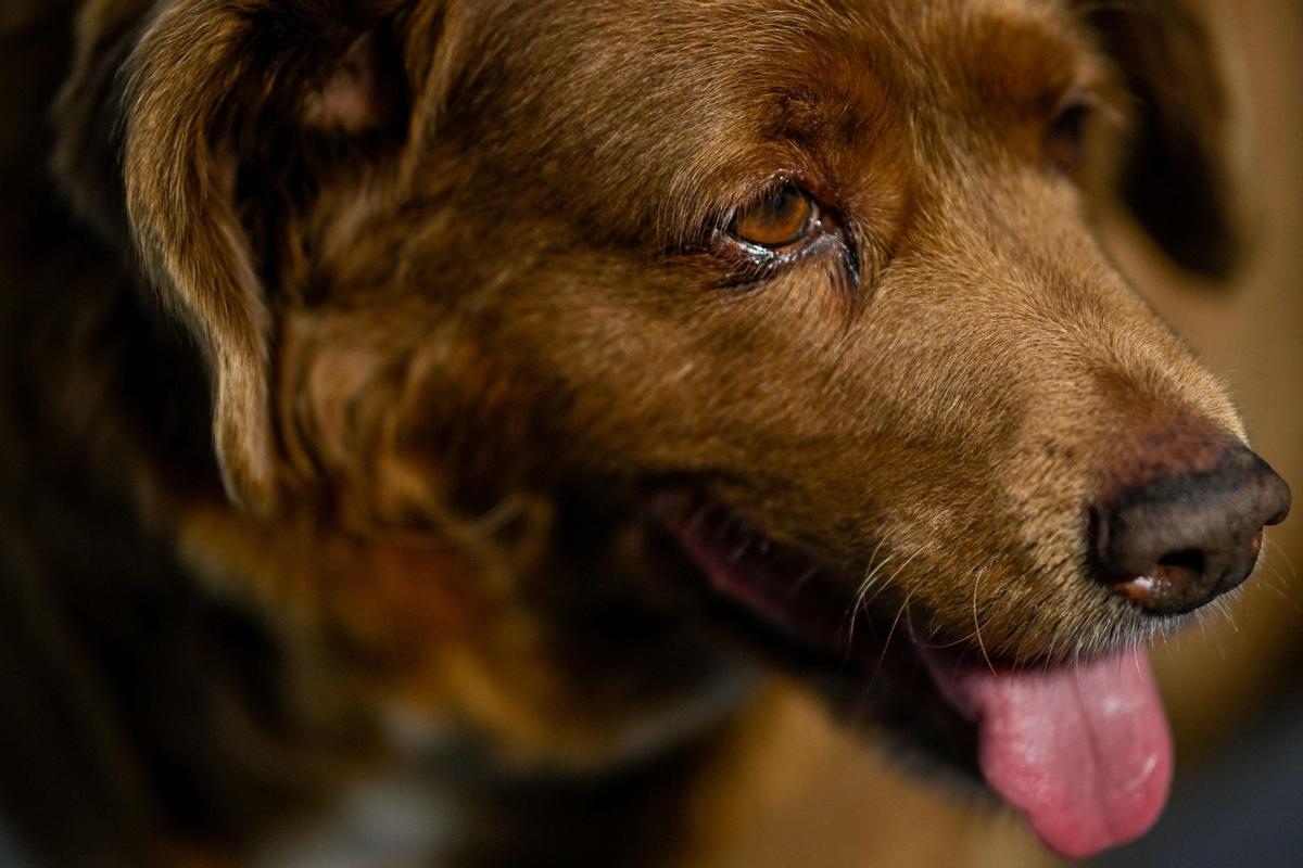 Bobi de 30 años, el perro más viejo del mundo según el Guinness World Records en Conqueiros, Portugal.