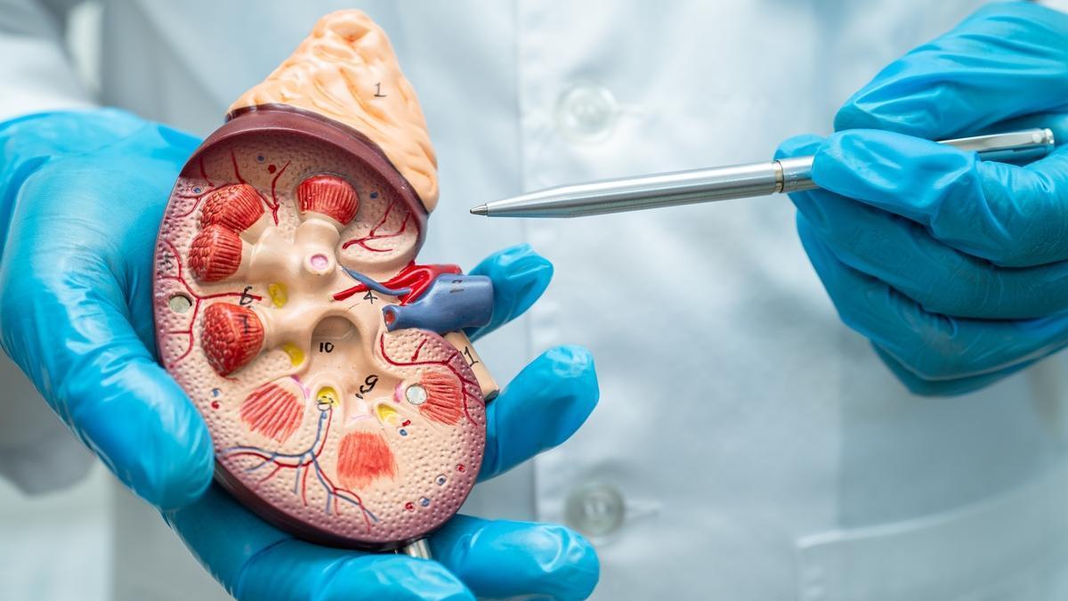 La clave para ralentizar el avance de la enfermedad renal crónica Shutterstock
