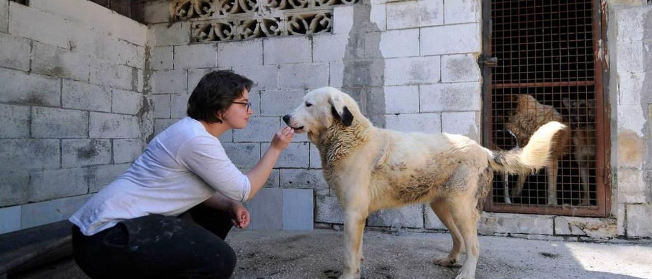 Rosa María Cortina administra medicación a uno de los animales del albergue.