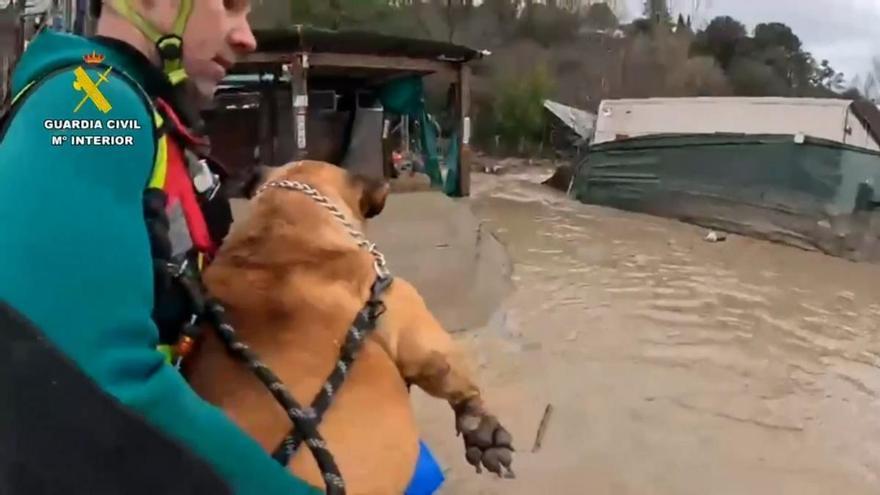 RESCATE PERROS INUNDACIONES | Rescatan a animales desasistidos tras el desalojo de Dúdar, Granada