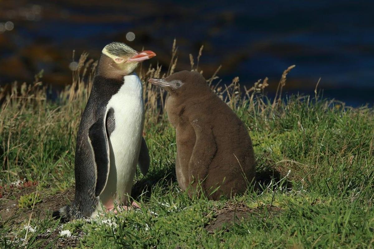 Pingüino de ojo amarillo, en Nueva Zelanda