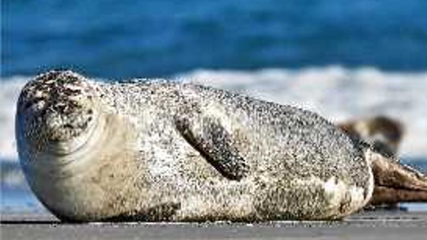 Un exemplar de foca vitulina com la que es va veure a Cadaqués.