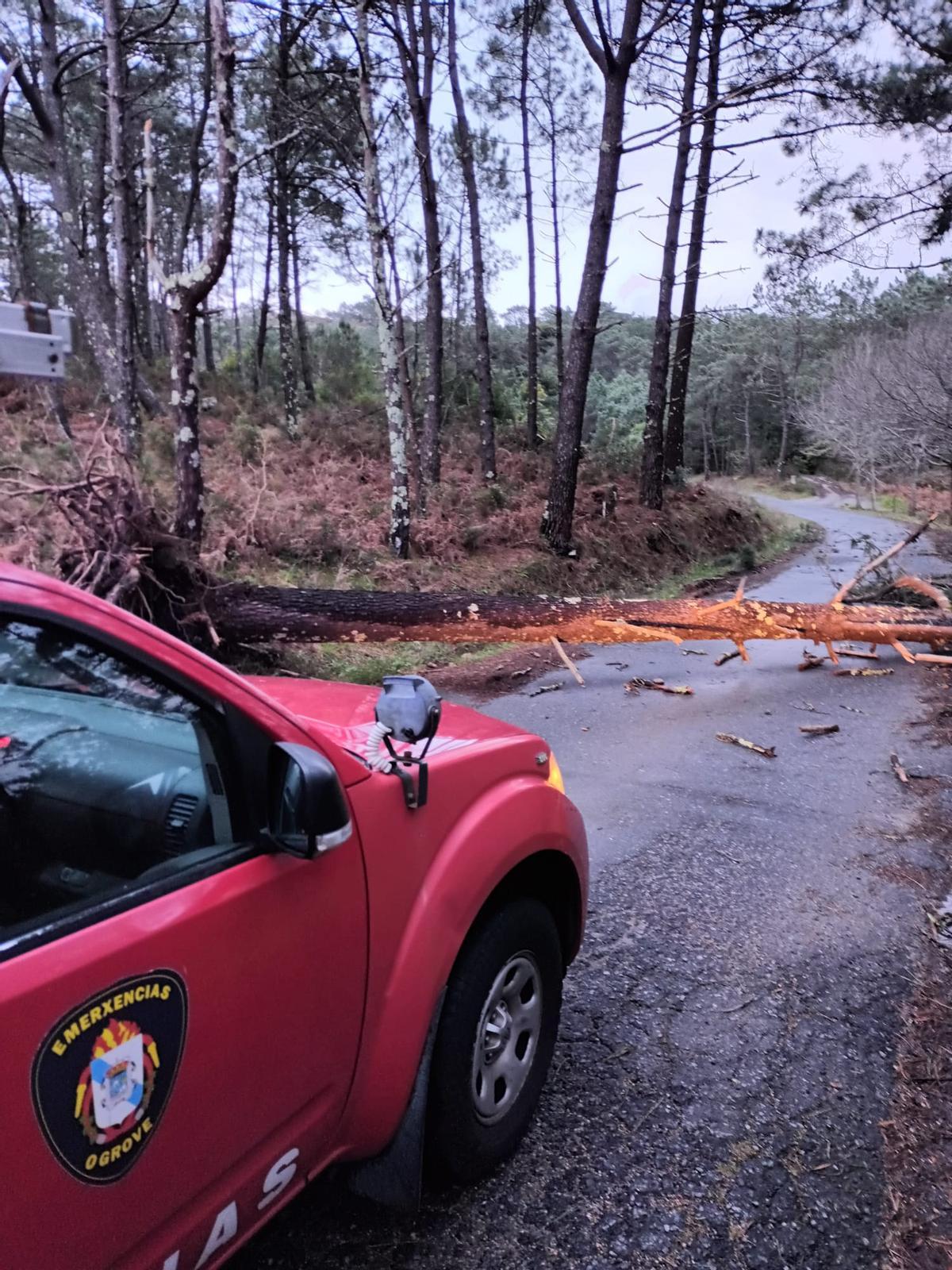 Uno de los árboles caídos en la comarca.