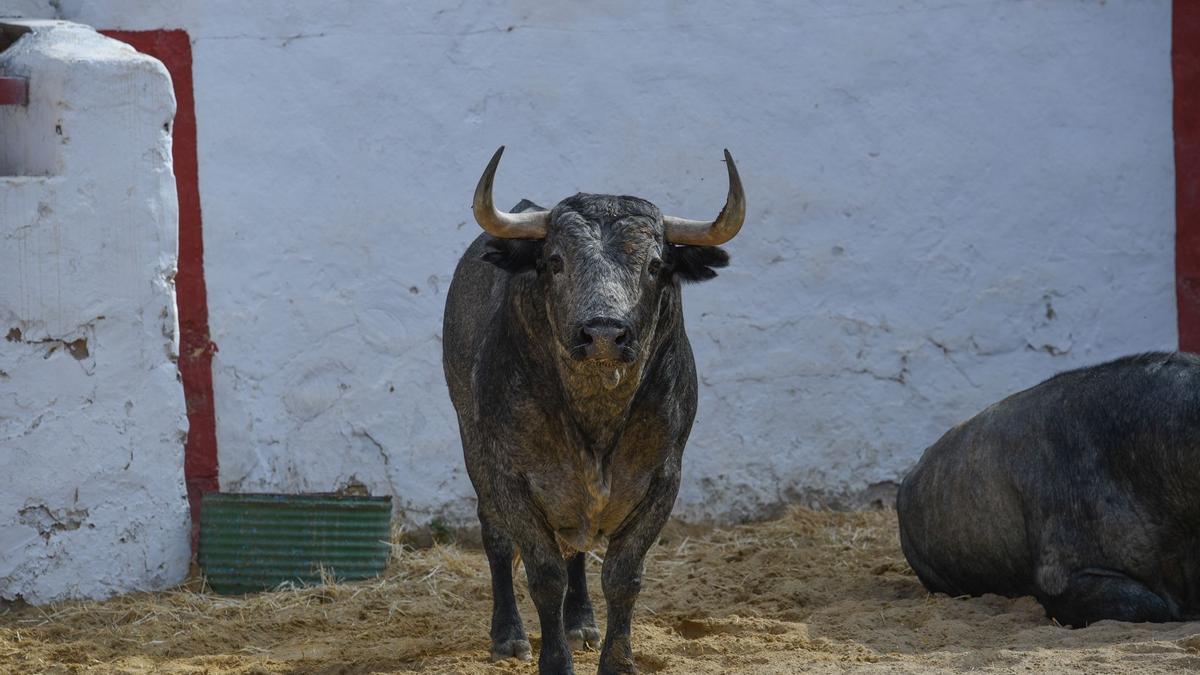 Los toros llegaron el martes a la capital de la Plana.