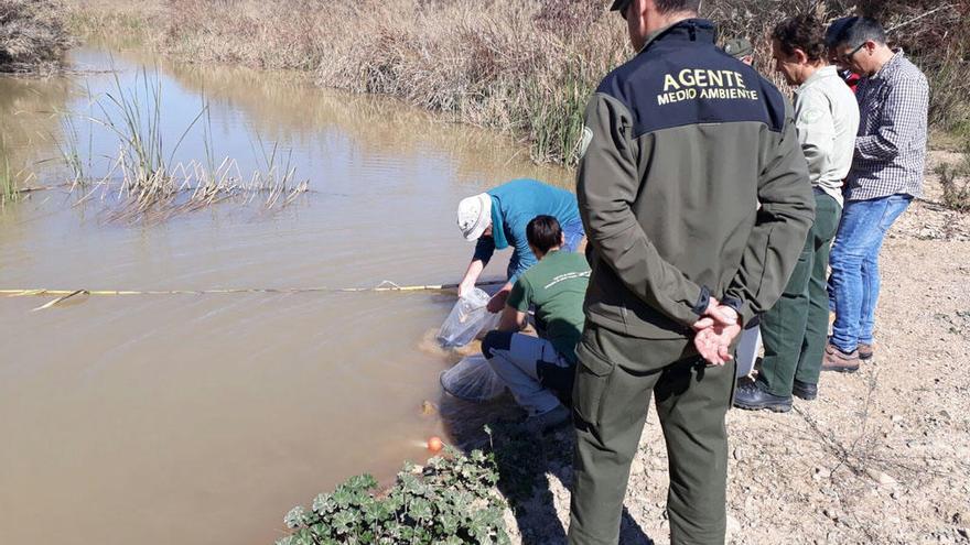 La suelta de las angulas se ha efectuado en el río Guadalhorce.