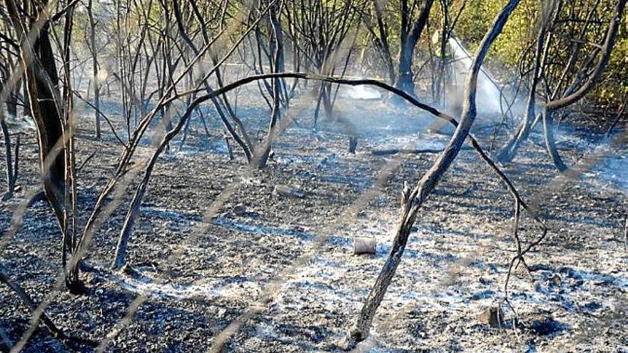 Una imatge del bosc afectat ahir pel foc