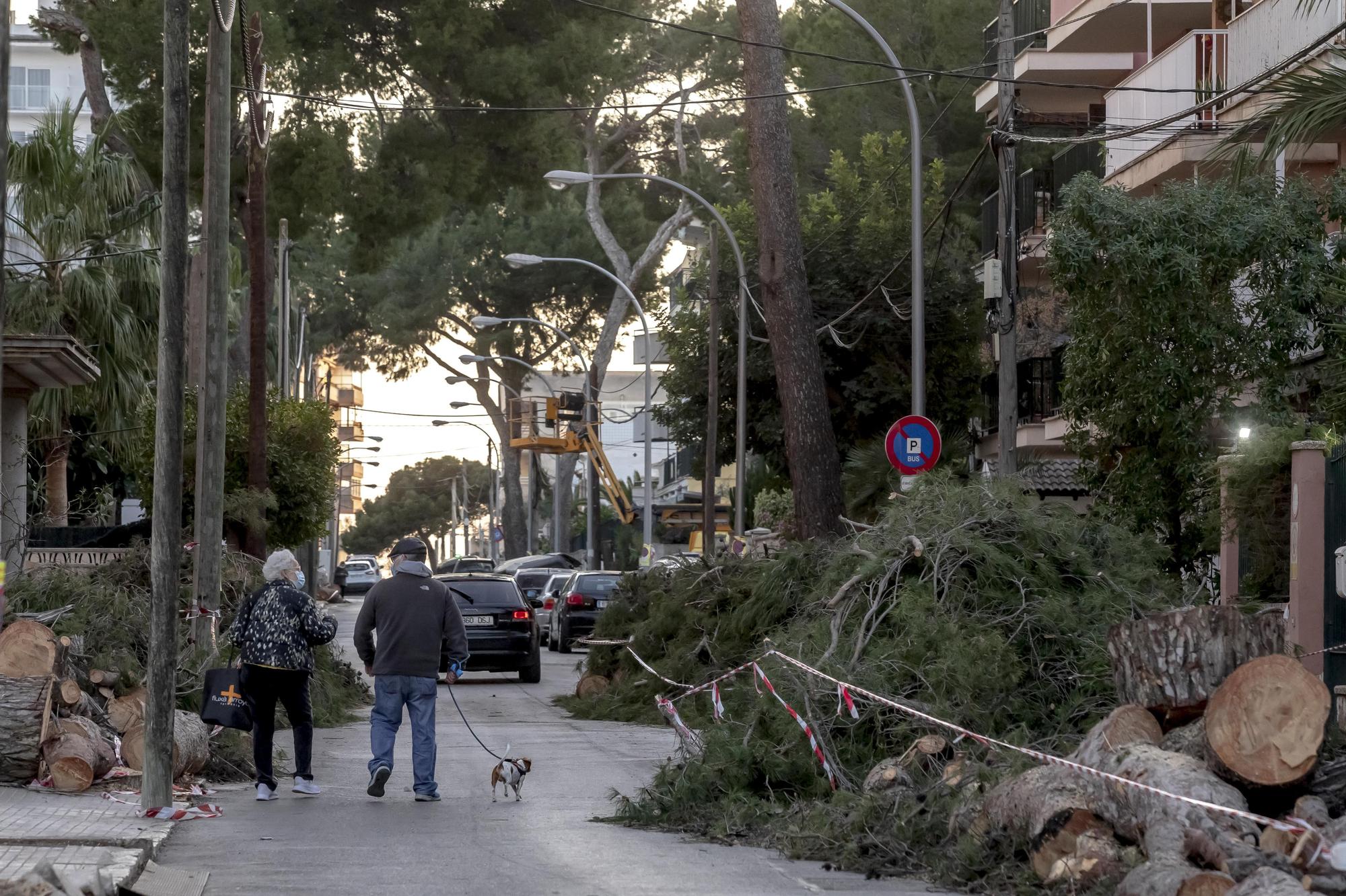 Los vecinos lamentan el "exterminio masivo" de árboles en la calle Pins de Can Pastilla