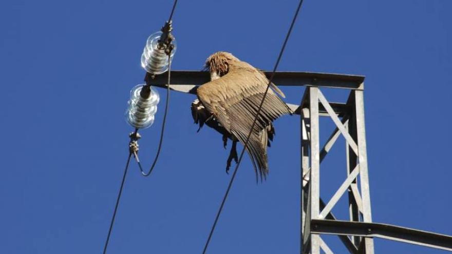 Ave rapaz muerta en una torre eléctrica