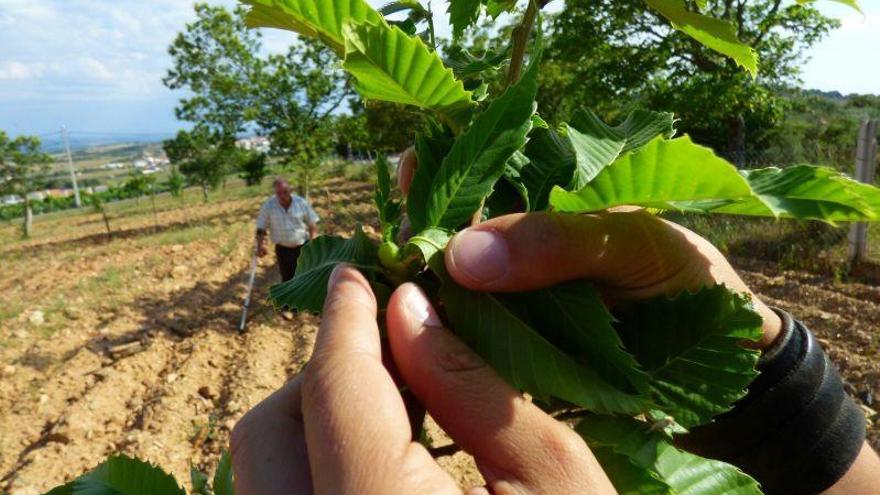 Tratamiento de la avispilla del castaño