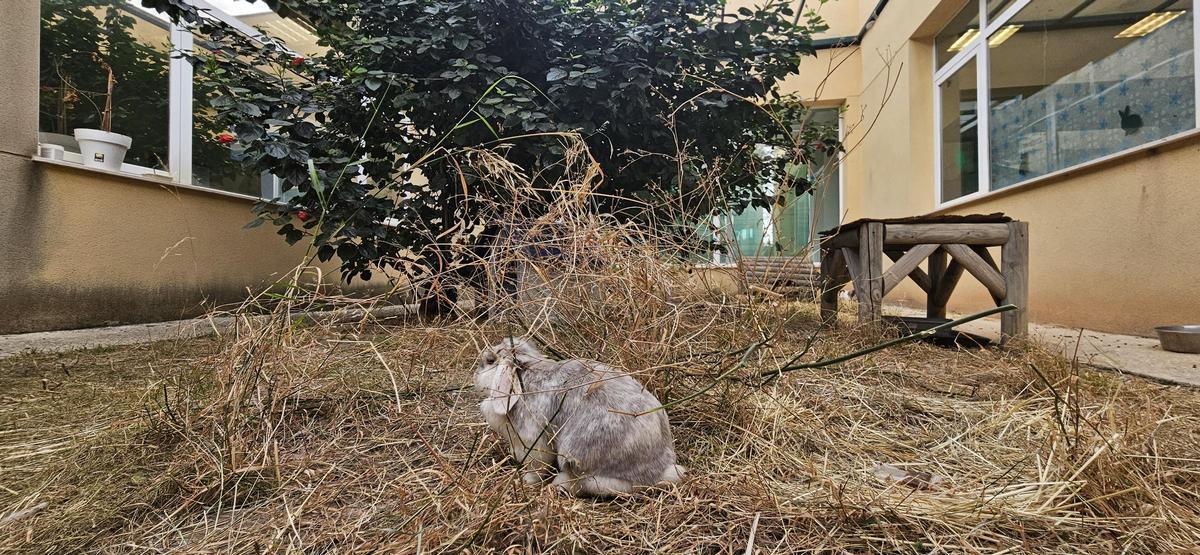 Uno de los parques habilitados para conejos