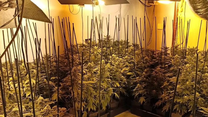 Una de les estances localitzades pels Mossos amb una gran plantació de marihuana.