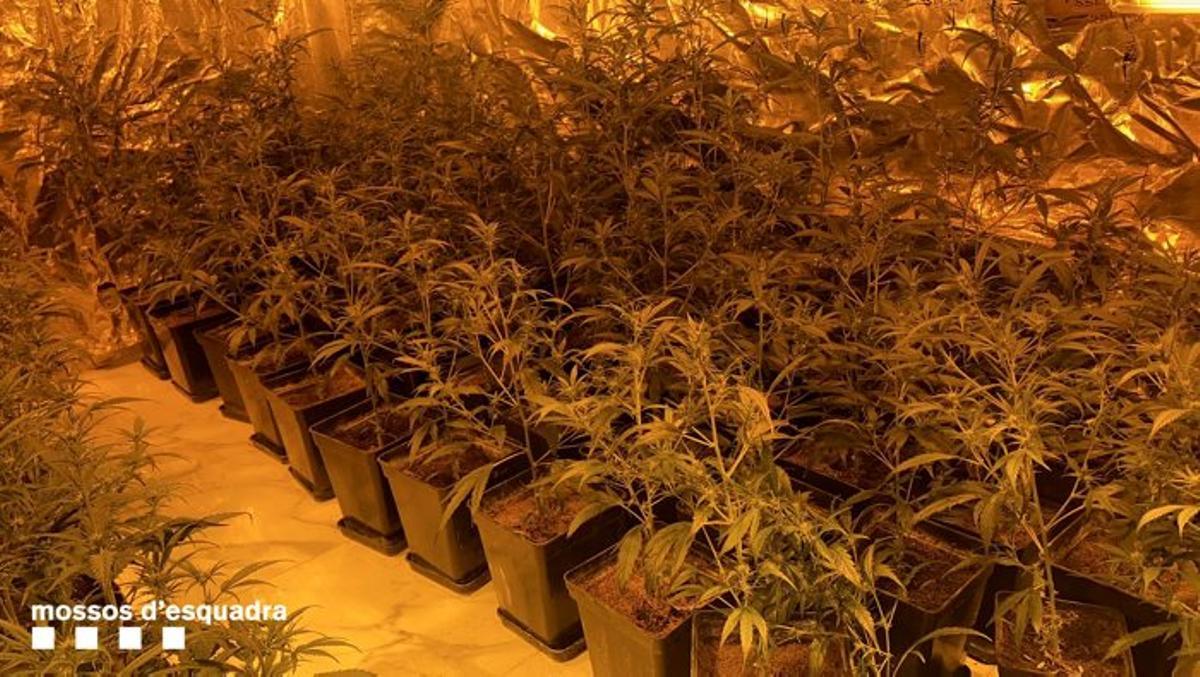 Desmantellades quatre plantacions de marihuana en un mateix edifici del Prat