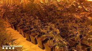 Desmantellades quatre plantacions de marihuana en un mateix edifici del Prat