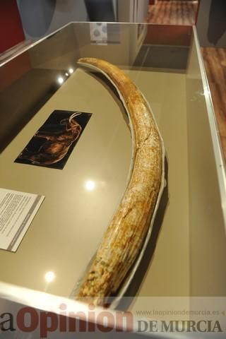 Muestra ´MAM X´ en el Museo Arqueológico de Murcia