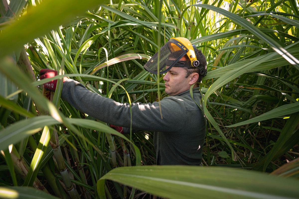 La única destilería de ron artesanal de Tenerife quiere producir un "objeto de deseo"