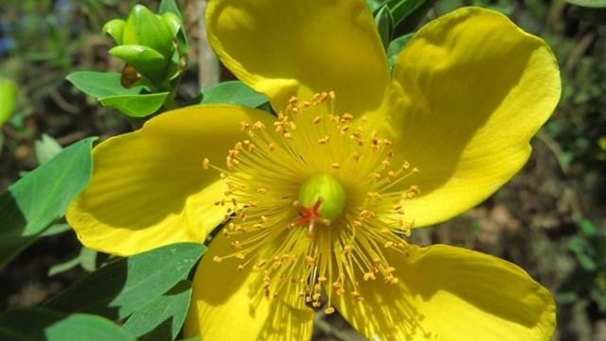 La palinoteca del Instituto Pirenaico de Ecología incorpora muestras de flora africana