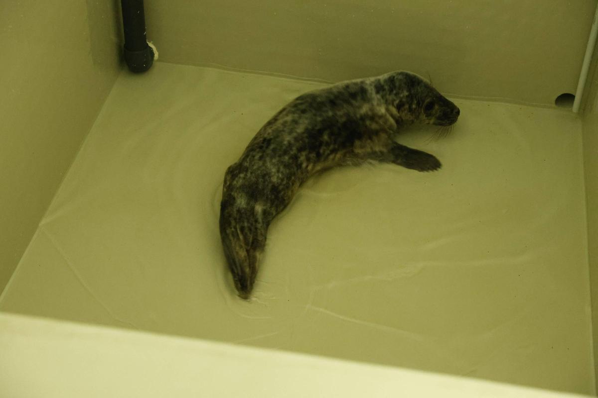 La foca que quedó varada en la playa de Cadavedo ya se recupera en el Acuario de Gijón (en imágenes)