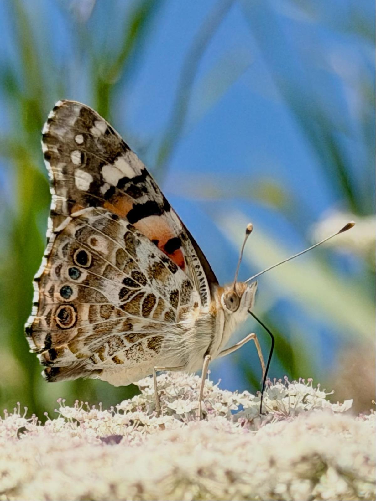 Primer plano de una de las mariposas que sobrevuela Mallorca.