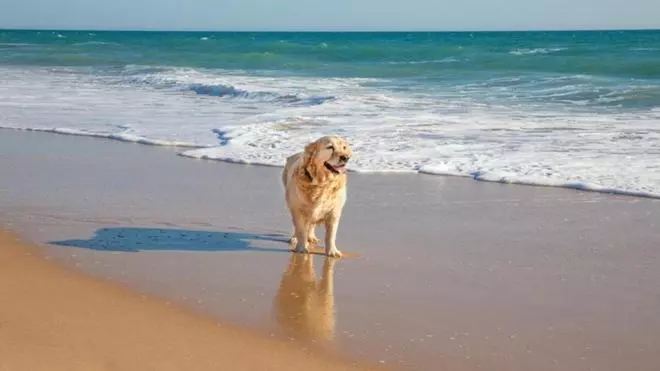 Las mejores playas de Valencia para visitar con tu perro este verano