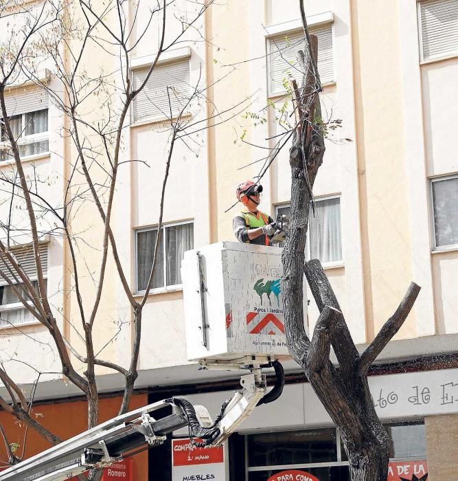 Arrancan los árboles de la calle Indústria