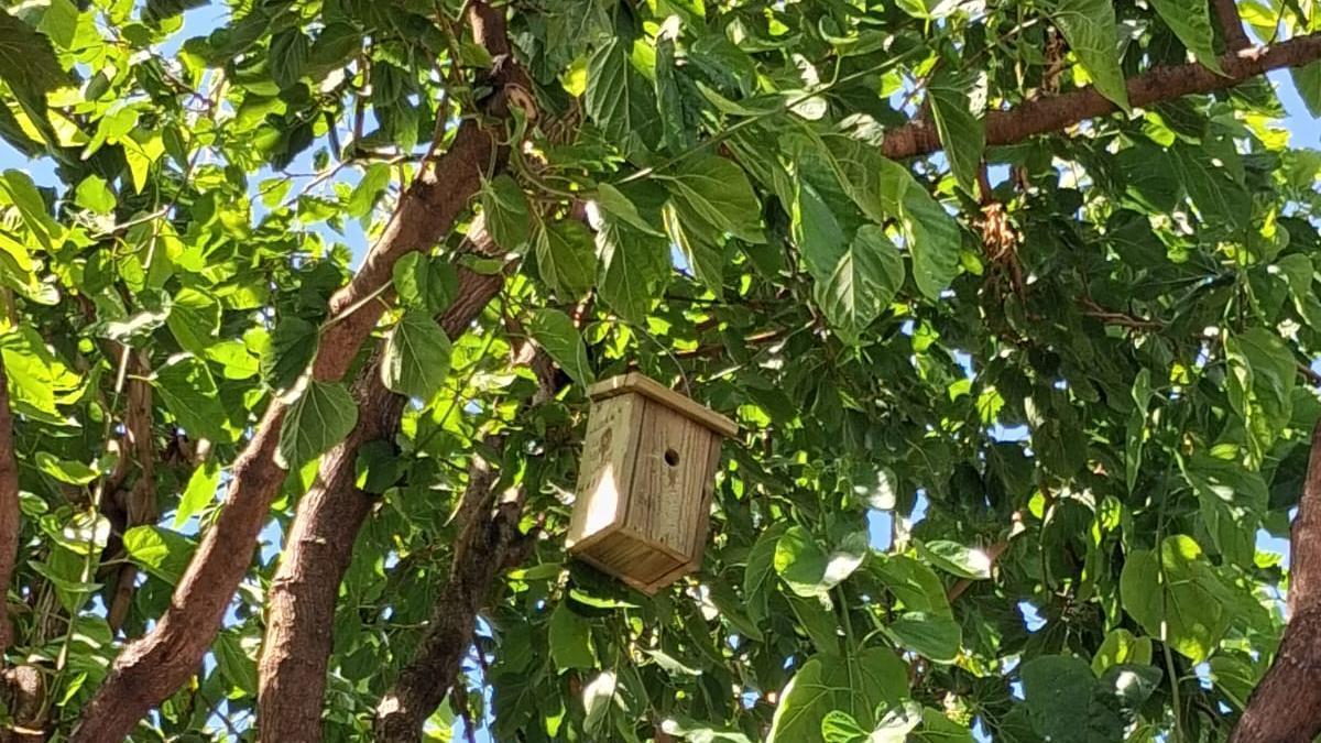 Ùna de las cajas-nido instaladas en Alaquàs.