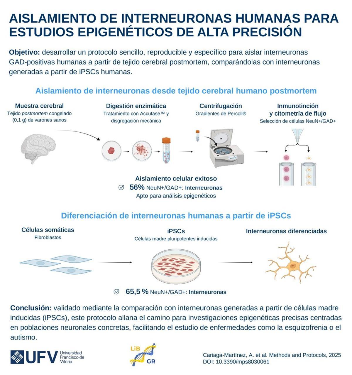 Infografía sobre la nueva técnica de aislamiento de interneuronas post mortem