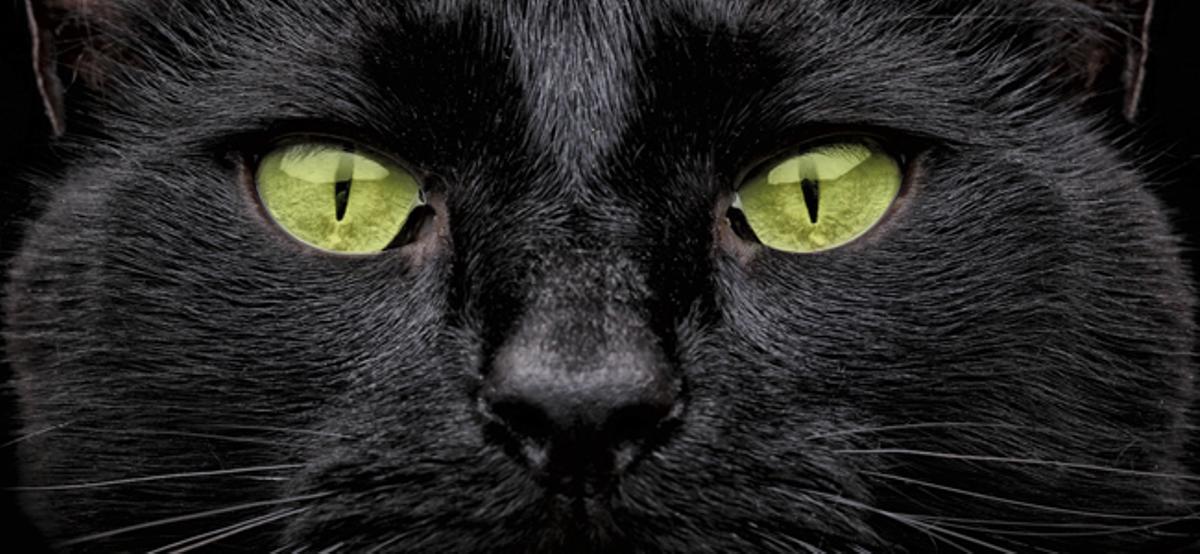Las cinco leyendas urbanas sobre gatos más conocidas