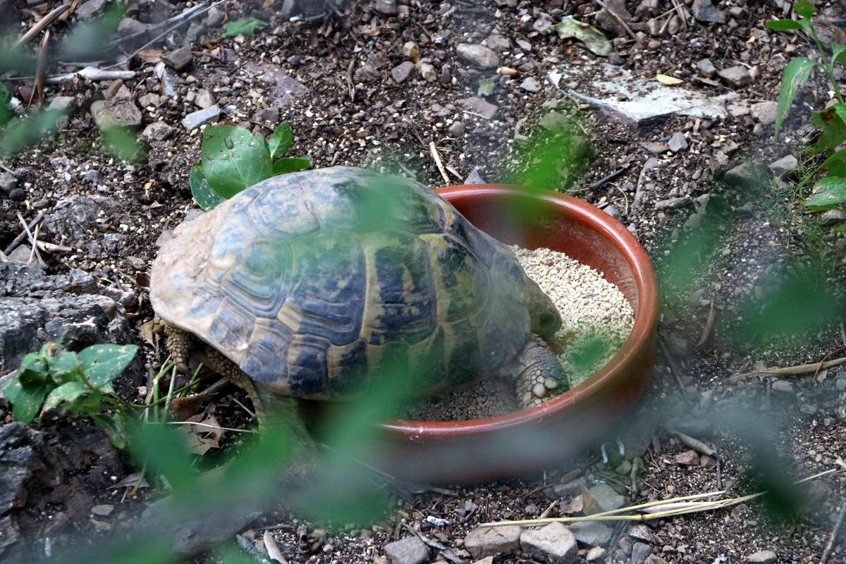 Un exemplar de tortuga mediterrània menjant al Centre de Reproducció de Tortugues de l'Albera.