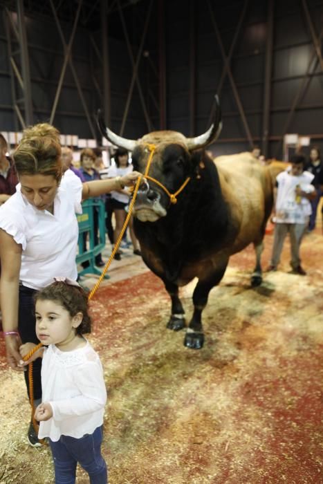 Feria ganadera de San Antonio