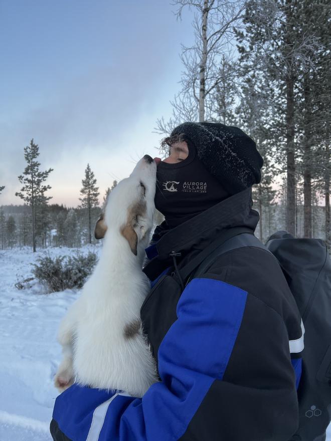 Husky en la Laponia Finlandesa