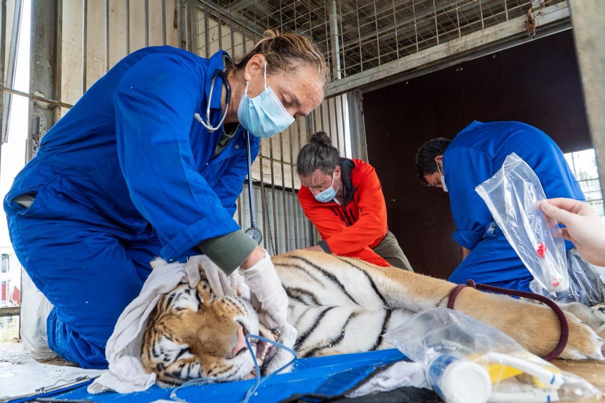 Uno de los animales, pasando una revisión veterinaria.