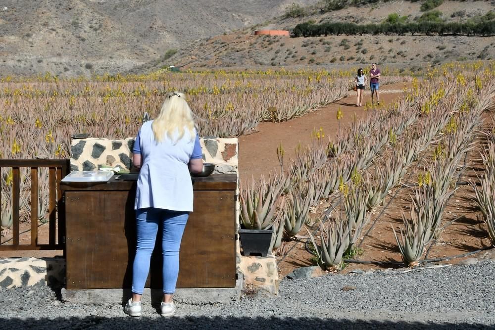 Finca de aloe vera en Fataga.