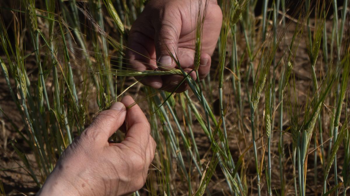 Plantación afectada por la sequía